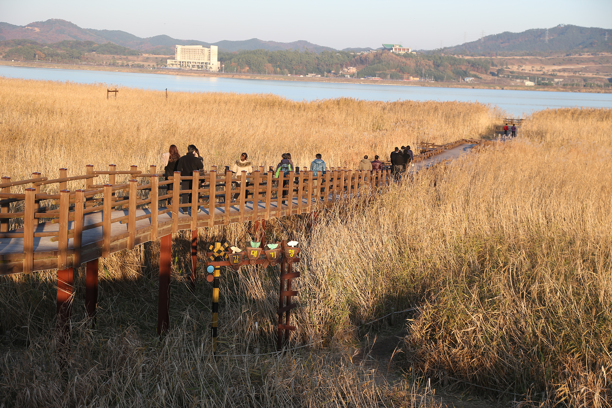 (23일)신성리갈대밭