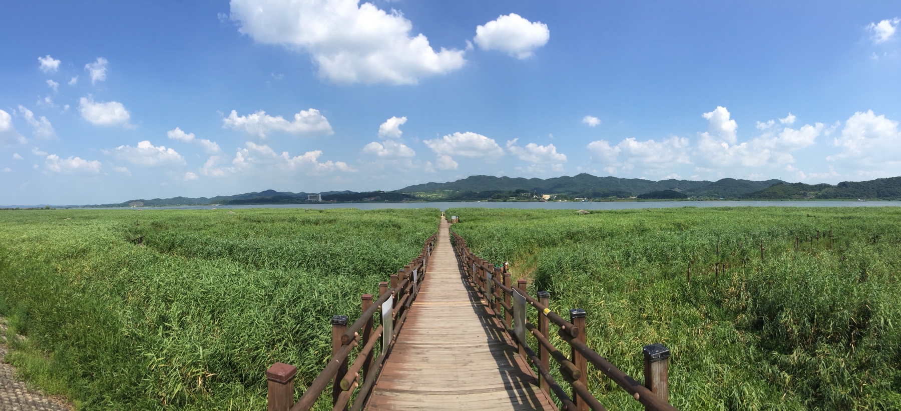 (18일)서천군 신성리 갈대밭, 여름만의 색다른 절경 뽐내! (4).JPG