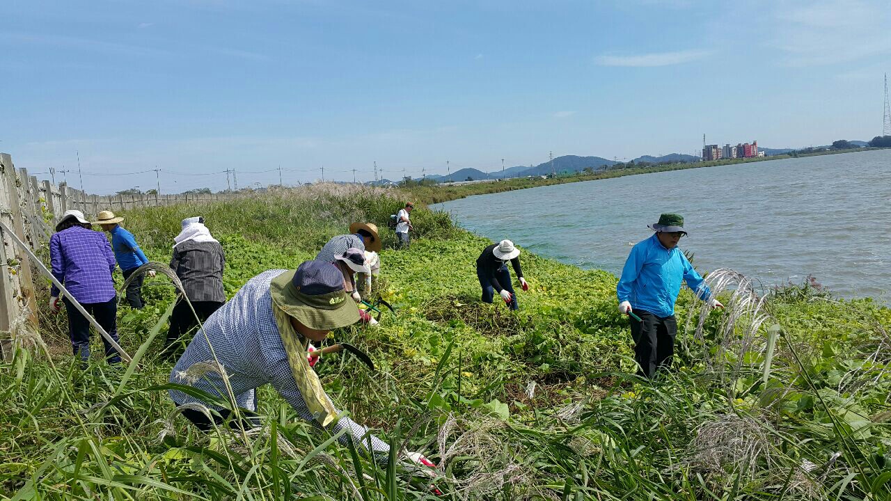 (15일)서천군 푸른서천21추진협의회 금강변 ‘가시박’ 제거 (1).JPG