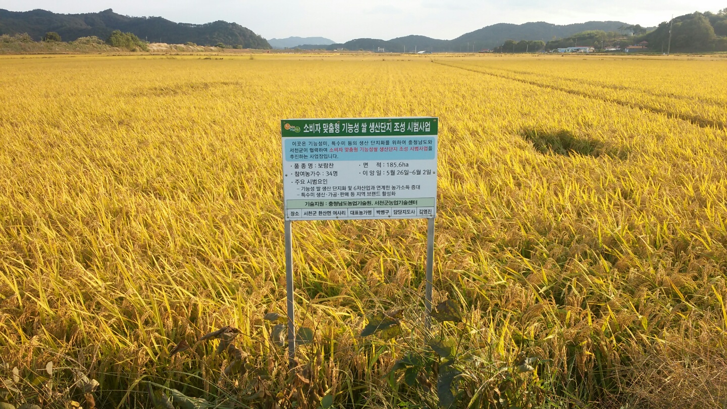 (13일)서천쌀, 계약재배를 통한 안정출하로 경영어려움 극복(기능성쌀생산단지 전경