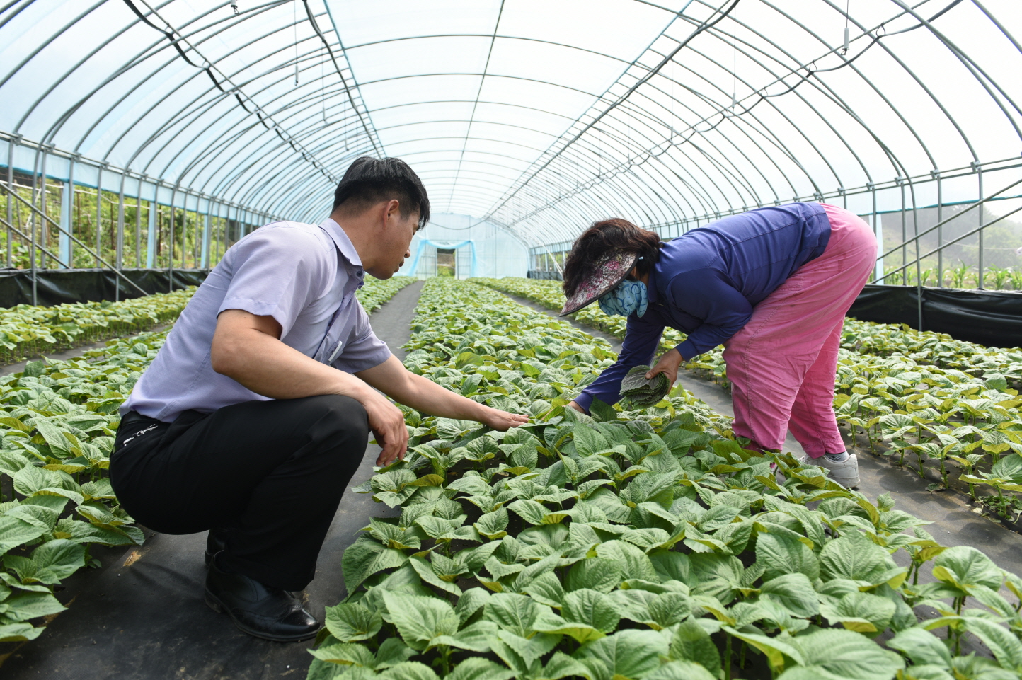 (6월 9일)해풍으로 맛을 낸 춘장대 깻잎, 실버농업인이 해내다! (3).JPG