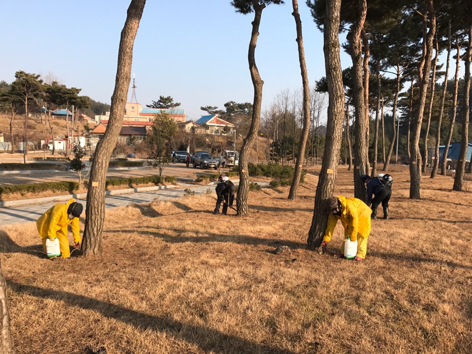 (2일)서천군 예방나무주사사업 소나무재선충병 완전 방제 (6)