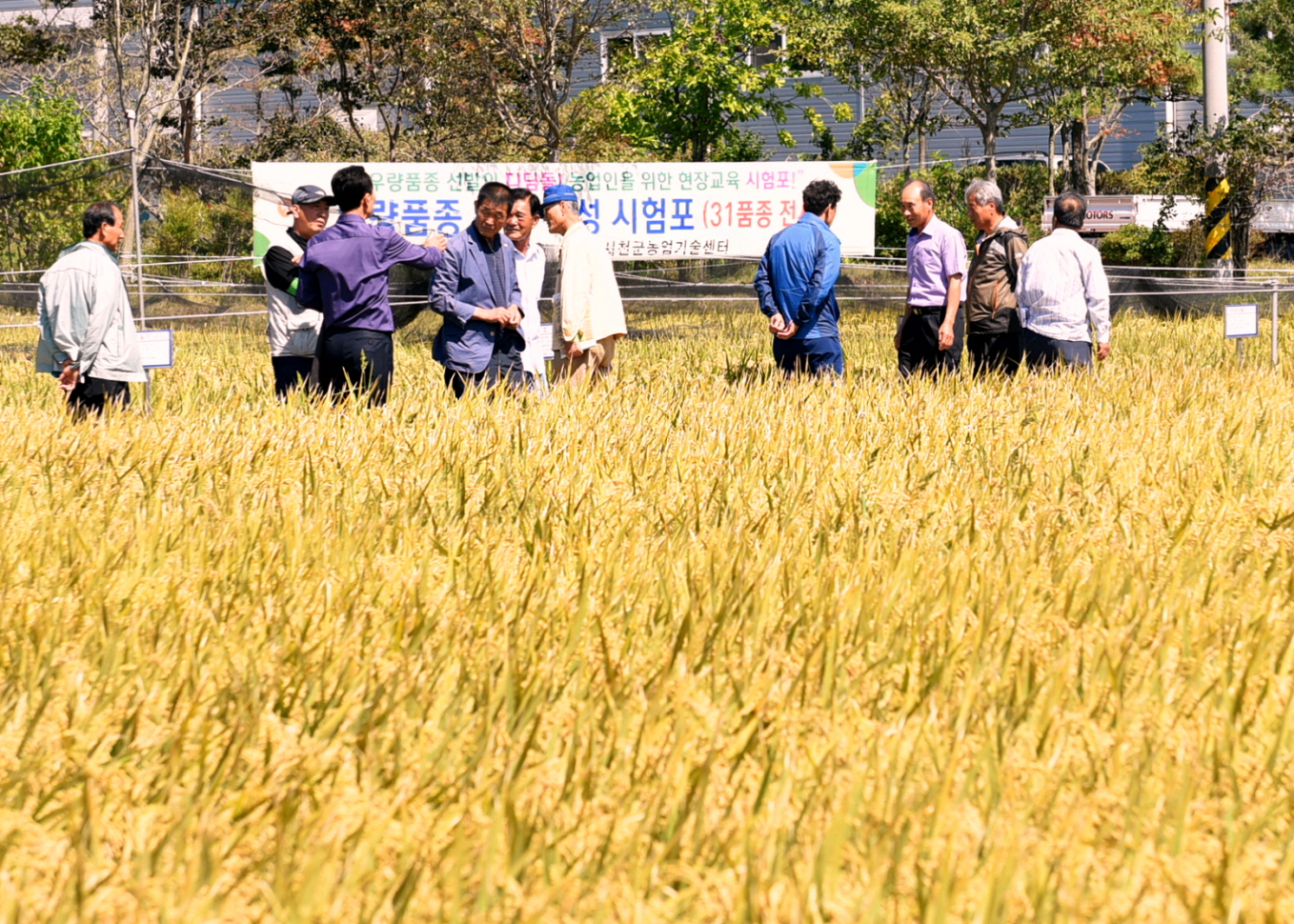 (12일)서천군 벼농사 종합평가 다양한 쌀산업 발전 모색(지난해 벼농사평가회 사진) (5).JPG