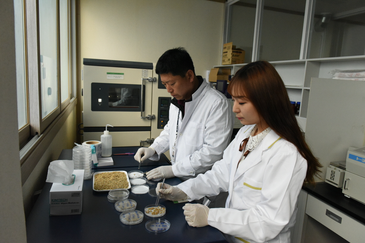 사진(7일) 서천군농업기술센터, 벼종자 발아율 검사 통한 우량종자확보 총력 1(종자 발아율 검사 실시)