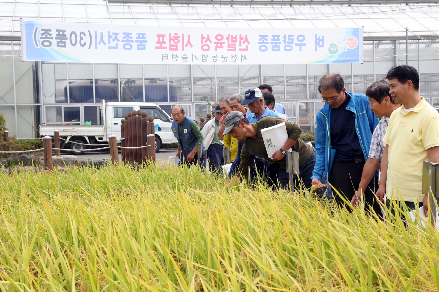 [크기변환](17일) 서천군, 2018년산 쌀 변동직불금 지급(벼 우량품종 전시회 사진)