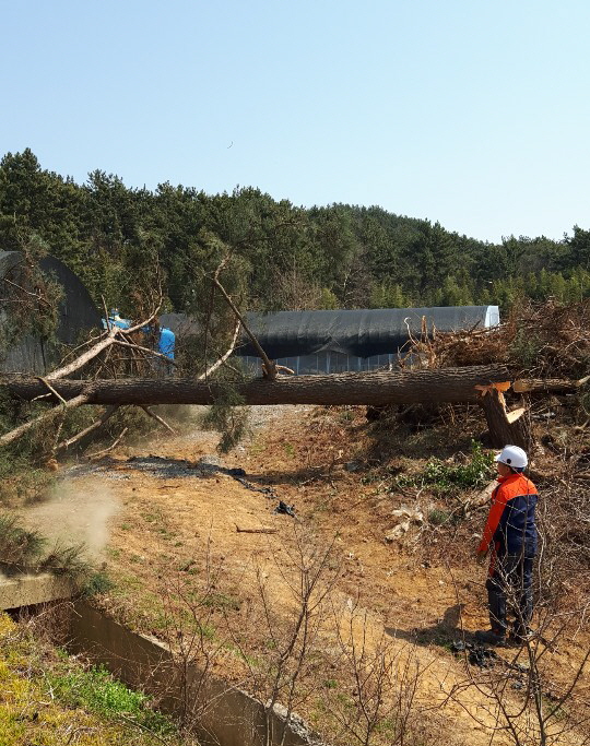 (27일) 서천군, 생활권 위험목 제거 사업 추진