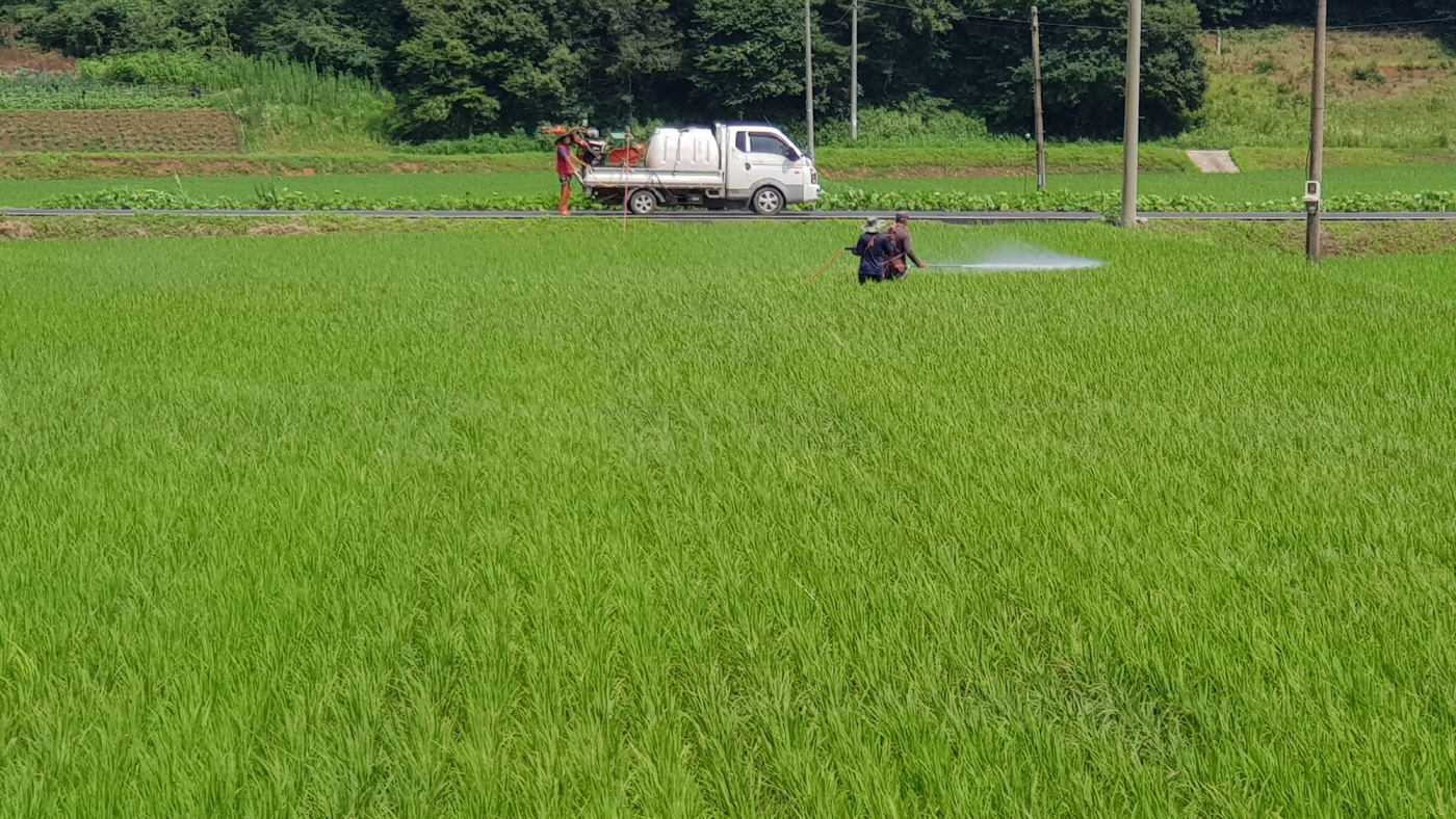 크기변환_(29일) 서천군, 벼 잎도열병 적기방제 당부 (잎도열병 방제를 실시하는 모습)