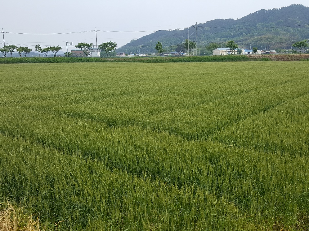 2. 서천군, 잦은 강우로 맥류 ‘붉은곰팡이병’ 발생 우려 (1)