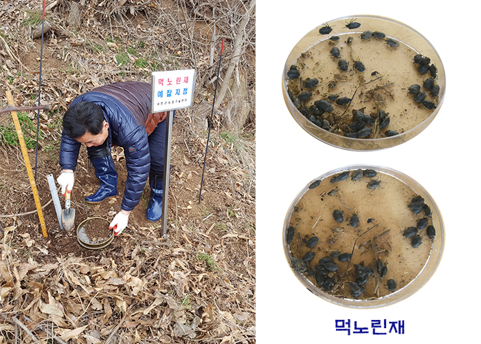 서천군, 월동해충 증가에 발빠른 대처나서