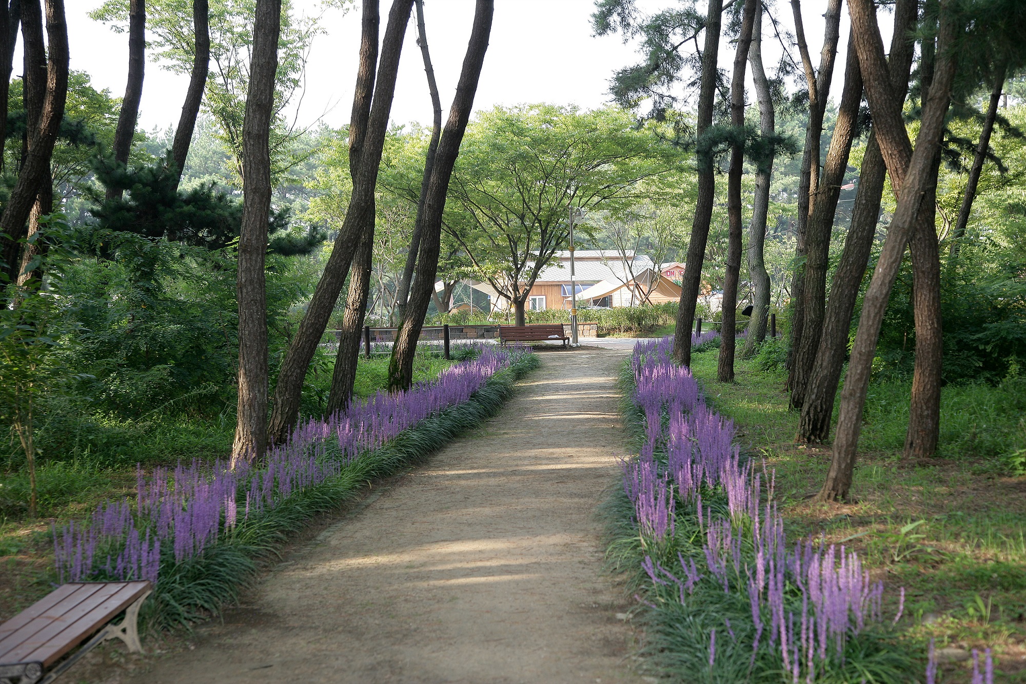 가을을 알리는 보랏빛 맥문동 꽃향기에 취해보세요