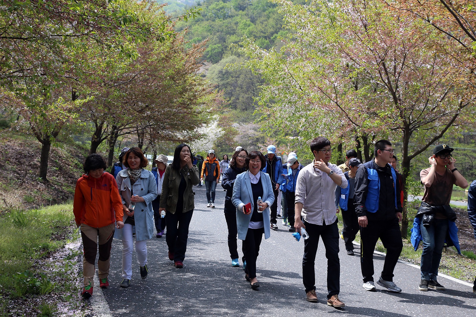 서천군, 장태봉 자락 산벚꽃길의 아름다운 풍경과 함께 걸으세요