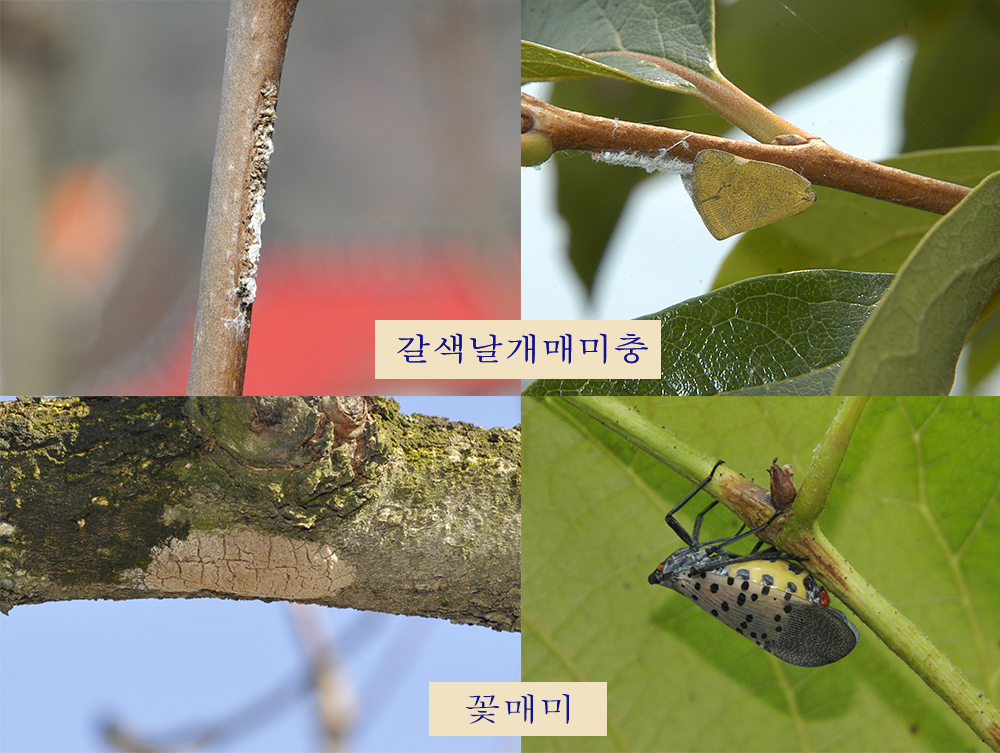 서천군농업기술센터, 돌발해충 철저한 방제 당부