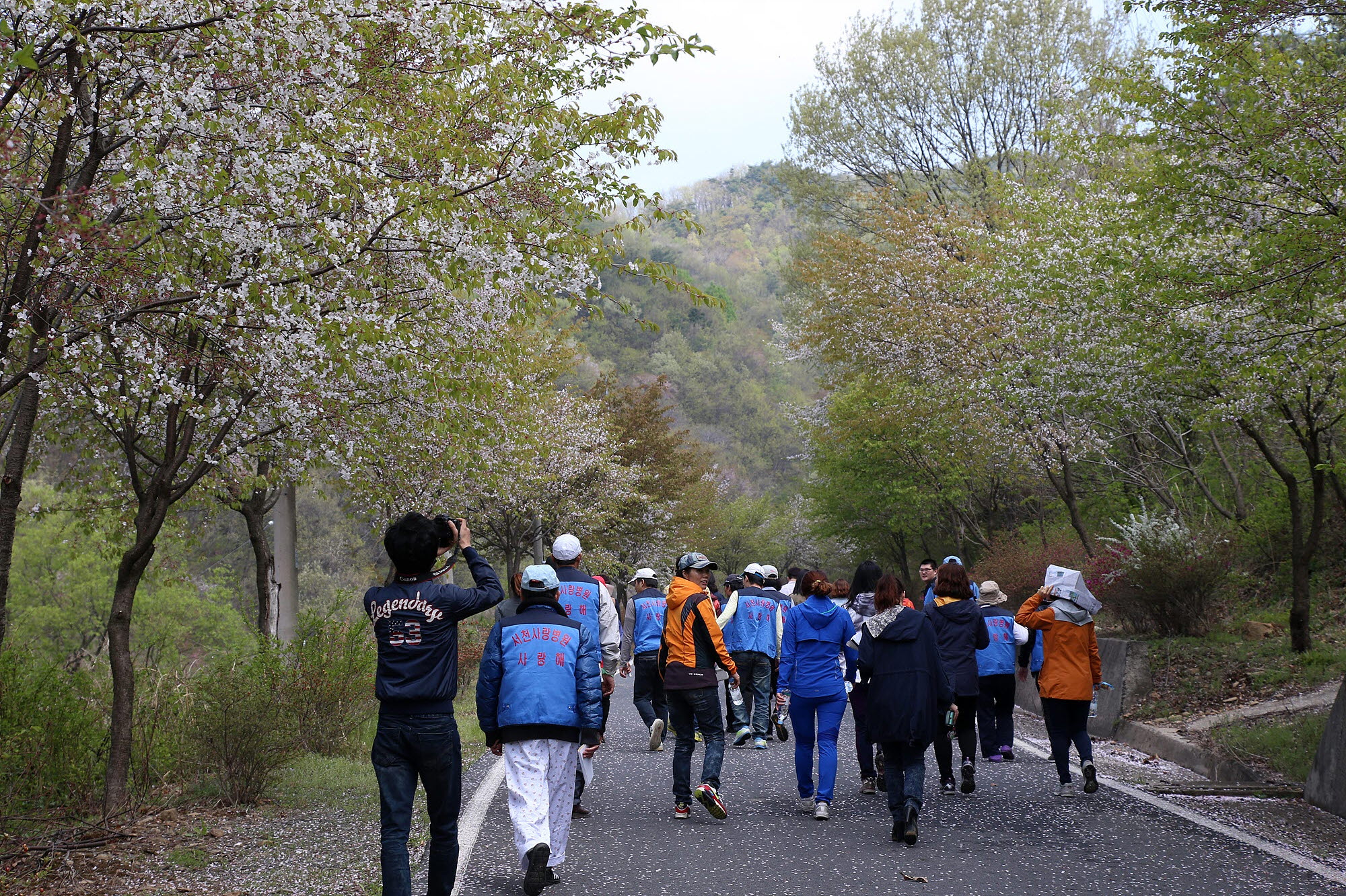 마지막 벚꽃구경, 심동 산벚꽃길에서 즐기세요!